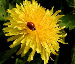 La coccinelle est souvent mise en valeur comme le symbole de la biodiversité dans les jardins et espaces verts.