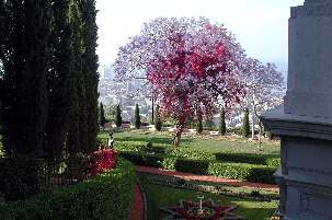 Arbre en fleurs au printemps dans les jardins bahá’ís de Haïfa en Terre sainte.