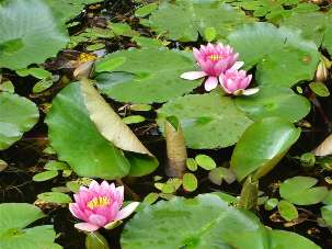 Le Forum 104 est agrémenté de la présence d’un jardin comprenant un bassin et des nénuphars : un espace de paix, hors du temps.