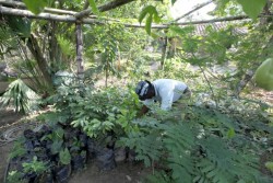 Un volontaire travaille dans une serre dédiée à la culture des plantes qui entoureront la maison d’adoration. 