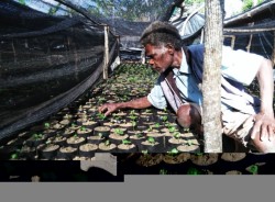 Iala Jacob, un cultivateur de café local sur l’île de Tanna, dans la pépinière nouvellement créée. 