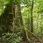 Une forêt tropicale au Gabon, le pays hôte de la Conférence ministérielle africaine sur l’environnement, qui a eu lieu du 10 au 11 juin 2017 à Libreville, la capitale. (photo publiée sur le site web du PNUE, copyright Alex Rouvin)
