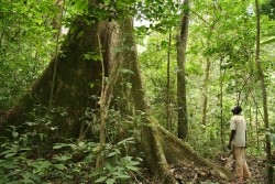 Une forêt tropicale au Gabon, le pays hôte de la Conférence ministérielle africaine sur l’environnement, qui a eu lieu du 10 au 11 juin 2017 à Libreville, la capitale. (photo publiée sur le site web du PNUE, copyright Alex Rouvin)
