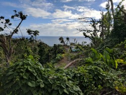 Le territoire kalinago, en Dominique, où la communauté s’est rassemblée pour construire des serres dans lesquelles les semis peuvent germer pour aider à remettre en état les champs qui ont été détruits par l’ouragan.