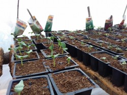 La communauté a cultivé de nombreux types de plantes dans les serres : bok choy, citrouilles, haricots, carottes, choux, laitues, pastèques, gombos, tomates, ciboulette et persil.