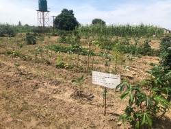 Le centre Ngungu pour l’agriculture communautaire comprend de petites parcelles de terrain sur lesquelles il sera possible d’apprendre l’application de systèmes durables de production alimentaire.