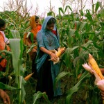 1559736256-bahai-world-article-highlights-centrality-agriculture00