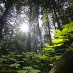 trees_0