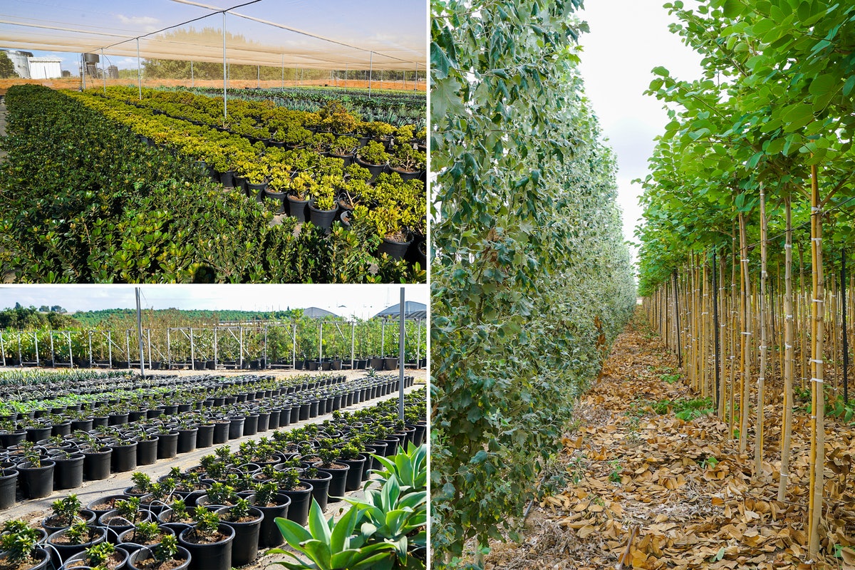 Photo, dans la pépinière, de certains des arbres et des plantes qui borderont les allées du jardin.