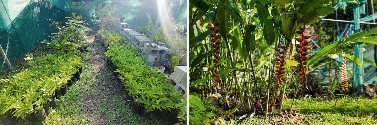 Une pépinière sur place abrite des plantes qui seront finalement installées sur le terrain du temple.