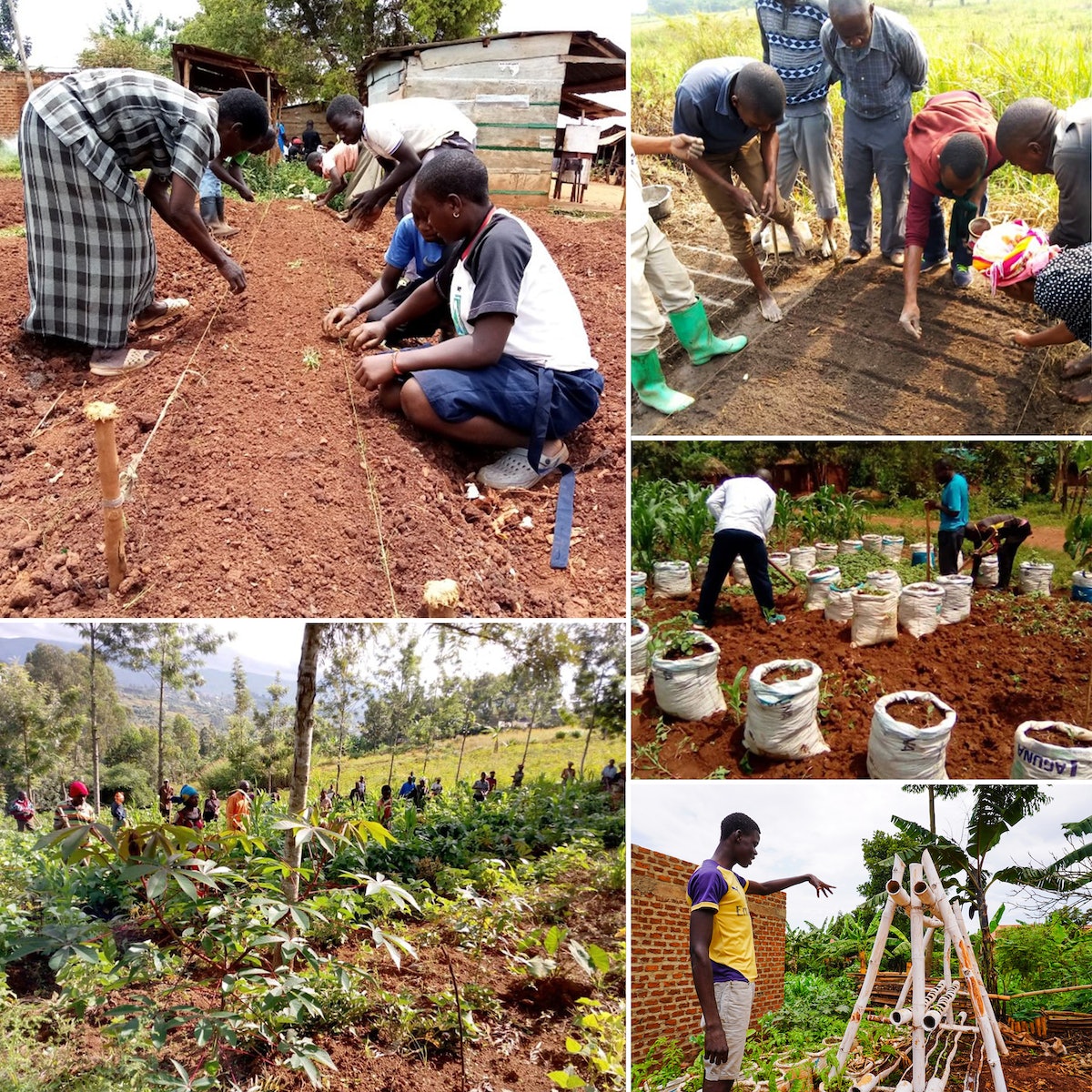 Initiatives agricoles d’organisations d’inspiration bahá’íe dans la région du Nord-Kivu en République démocratique du Congo.