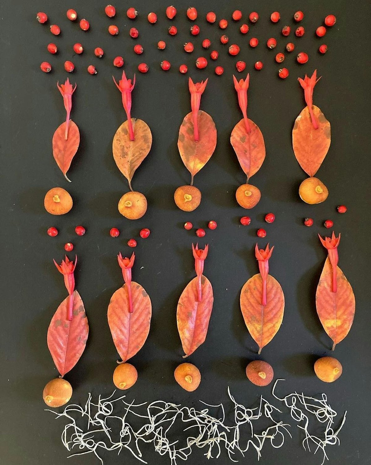 Collection de feuilles, de graines et de fleurs qui commémore les 10 femmes bahá’íes.