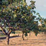 justice-ispahan-saisit-confisque-biens